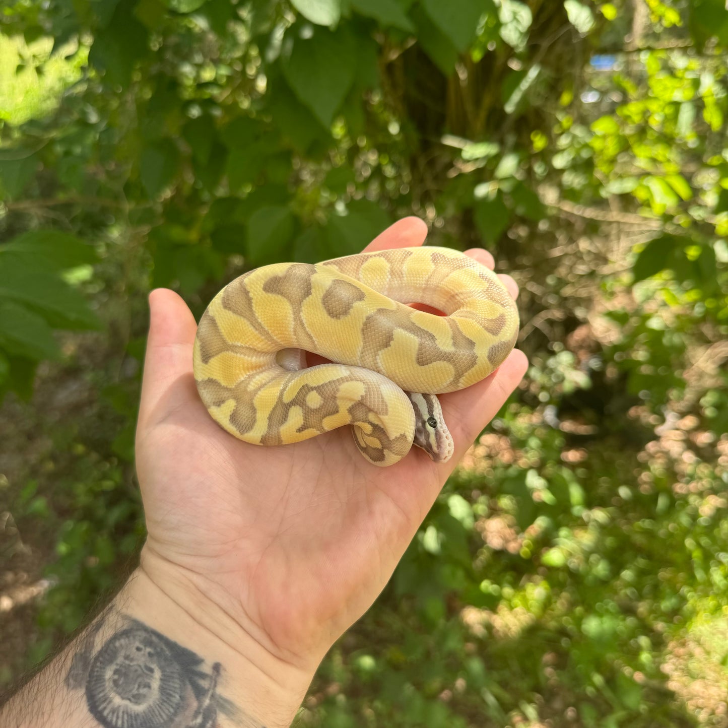 Pastel Butter Enchi Vanilla Ghost Ball Python