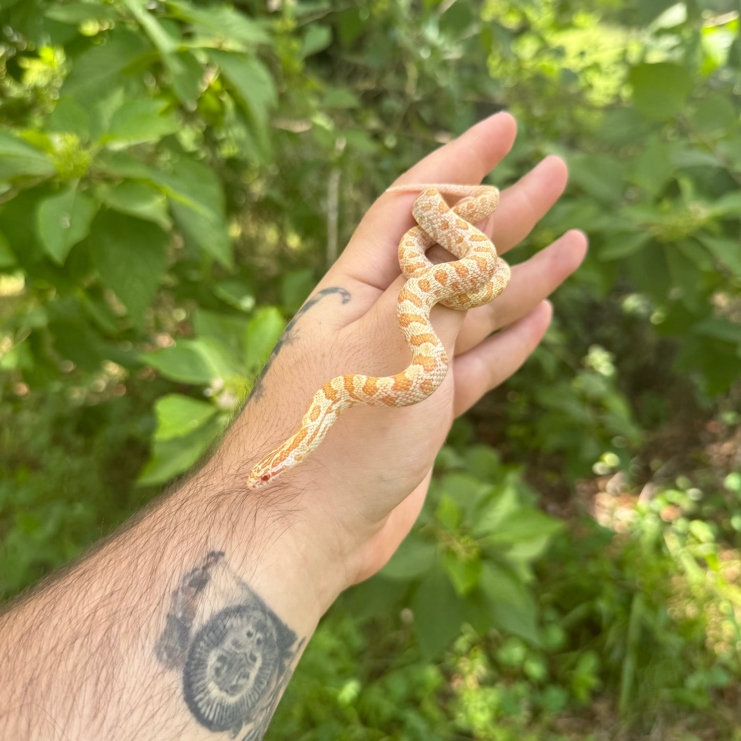 Baby Albino Prairie Kingsnake