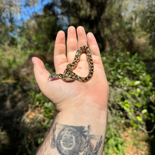 Baby Mosaic Florida Kingsnake