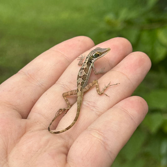 Baoruco long-snouted Anole