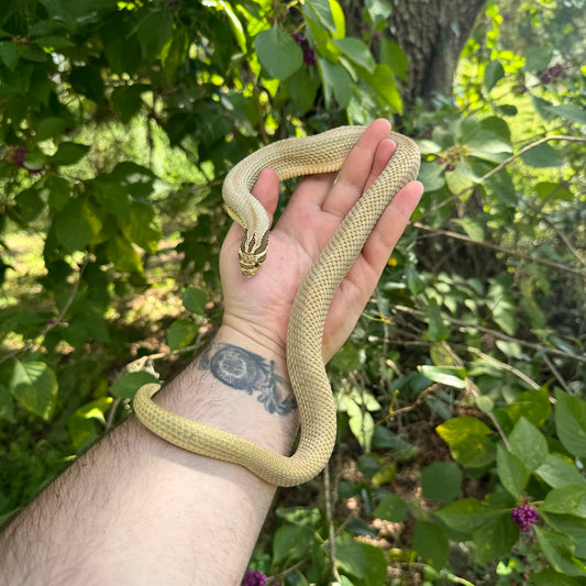 Adult Male Superconda Het Lavender Hognose Snake