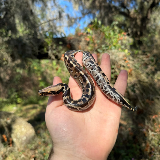 Sumatran Short Tail Python