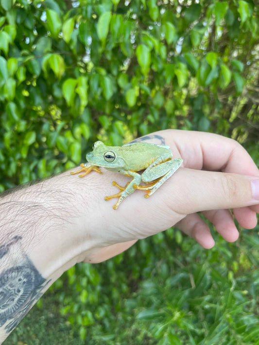 Emerald Eye Tree Frog