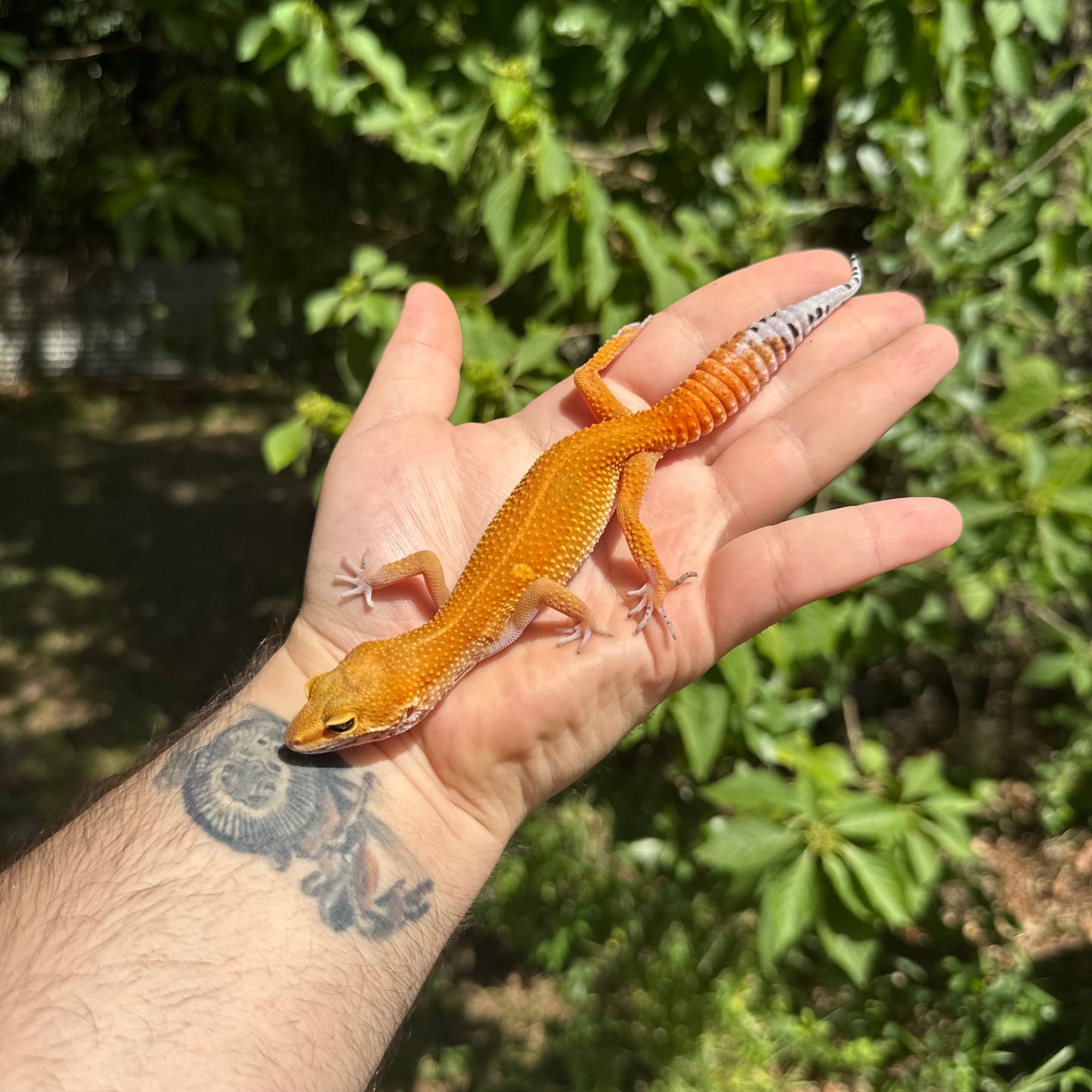 Juvenile SHTCTB Leopard Gecko