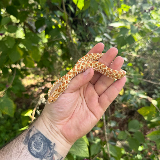 Yearling Artic Toffee Hognose Snake