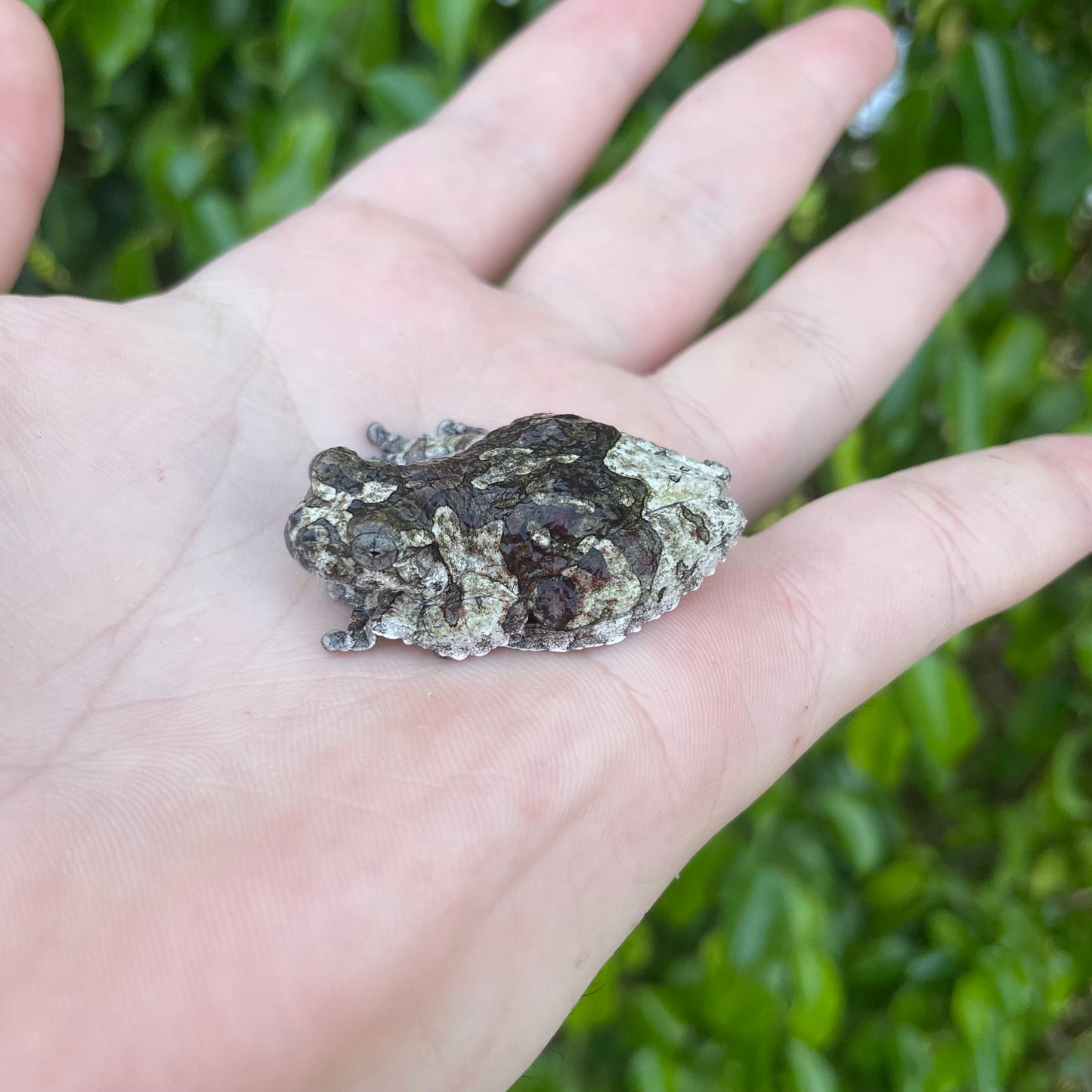 South American Bird Poop Tree Frog