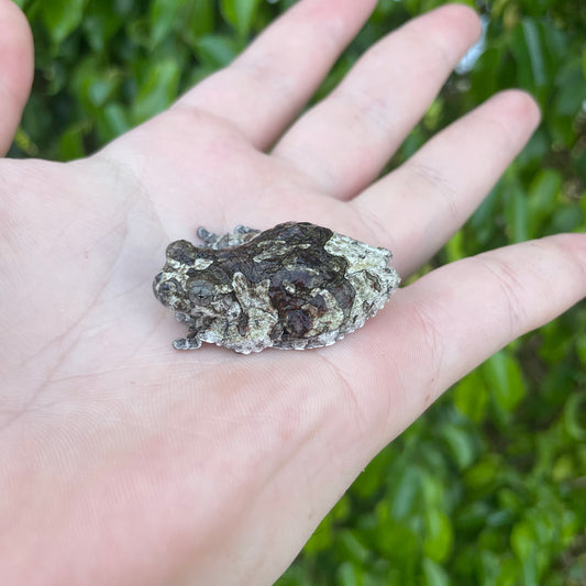 South American Bird Poop Tree Frog