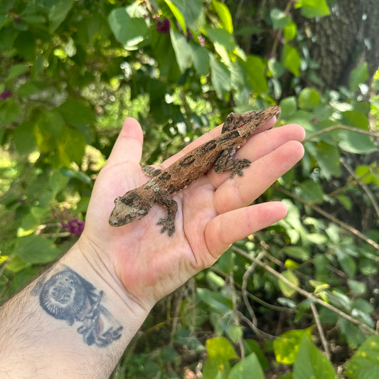 Adult Male Pine Island Chahoua Gecko