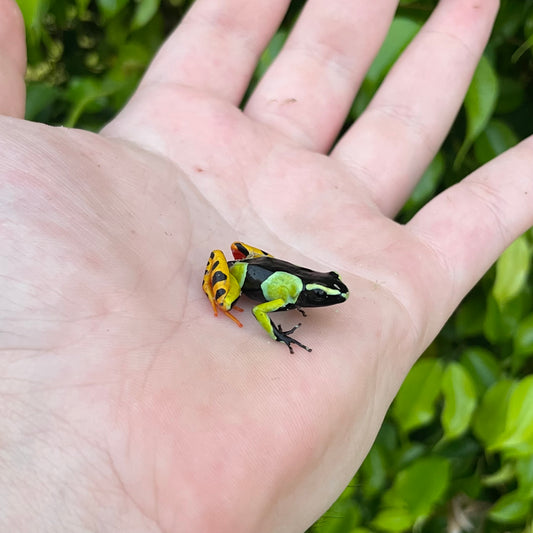 Painted Mantella