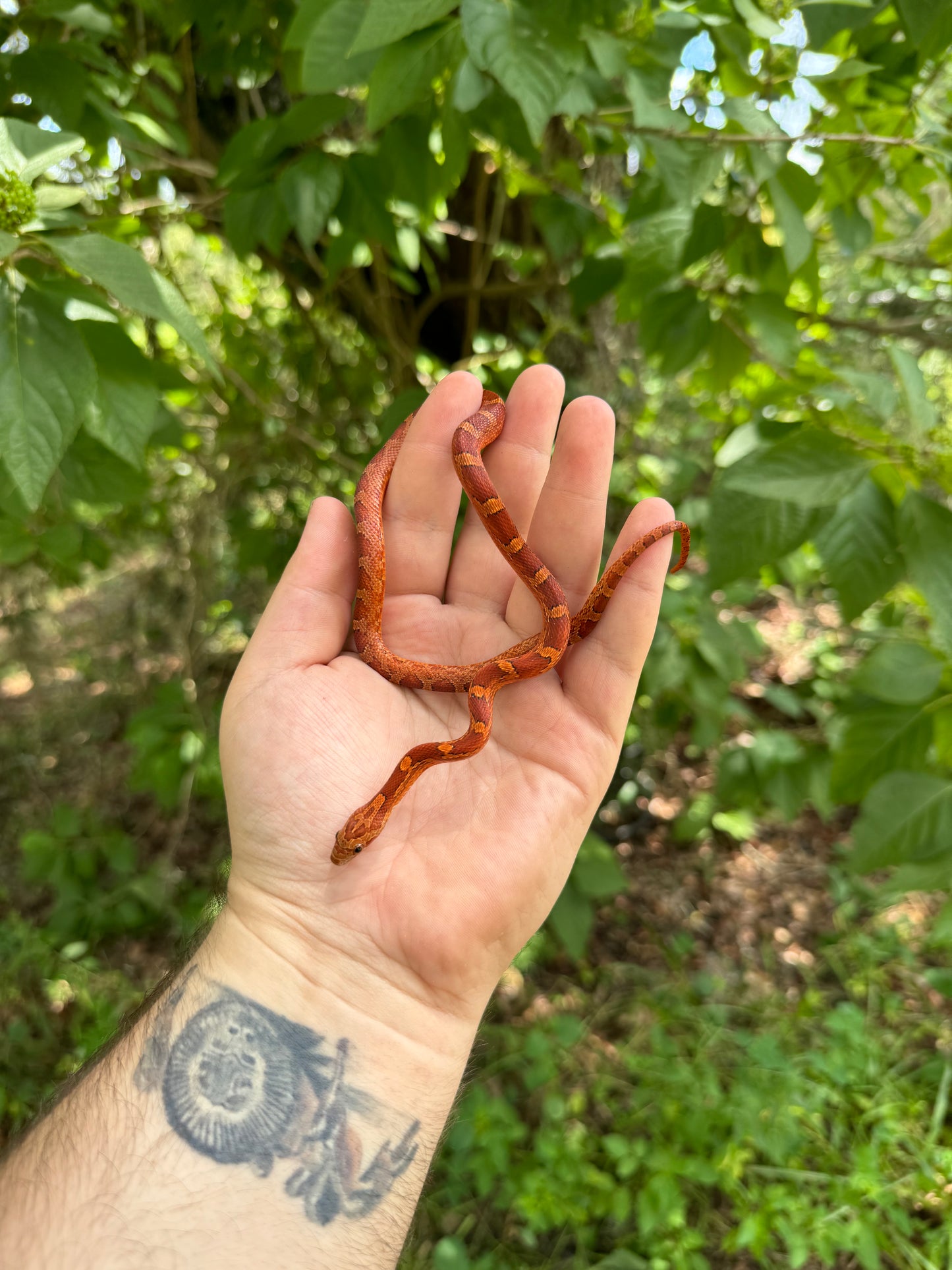 Baby Bloodred Cornsnake