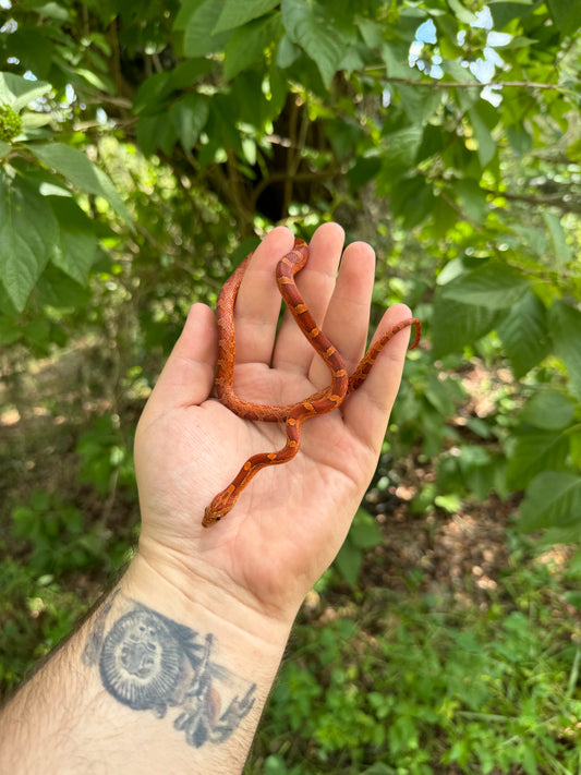 Baby Bloodred Cornsnake