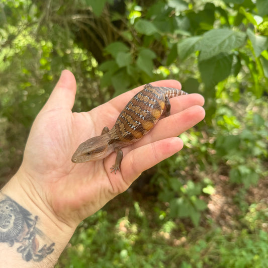 Baby Northern Blue Tongue Skink