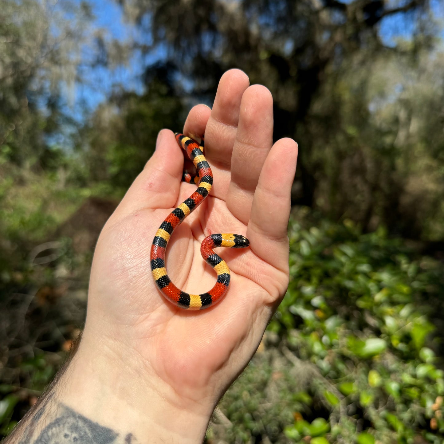 Baby Apricot Pueblan Milk Snake