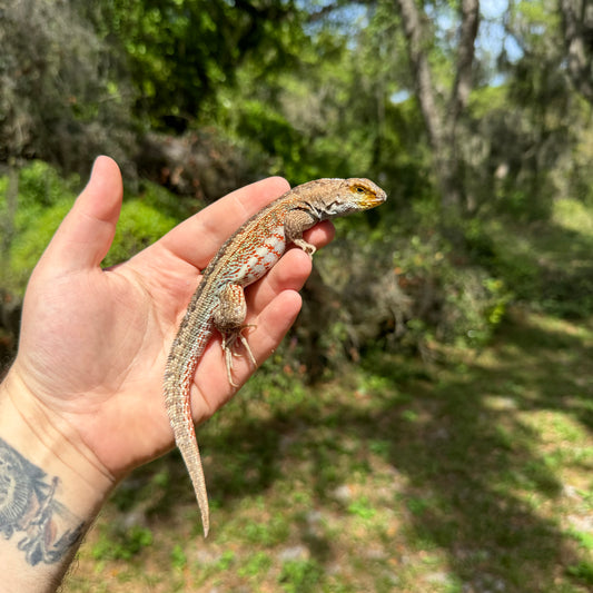 Hispaniolan Curlytail Lizard