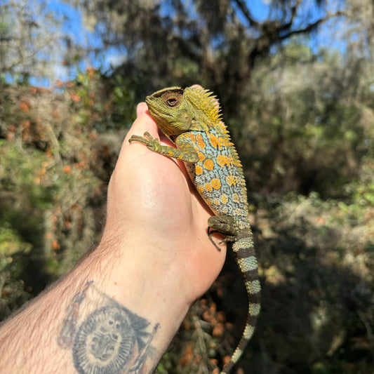 Blue Eye Crested Dragon