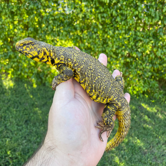 Yellow Nigerian Uromastyx