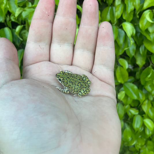 Western Green Toad