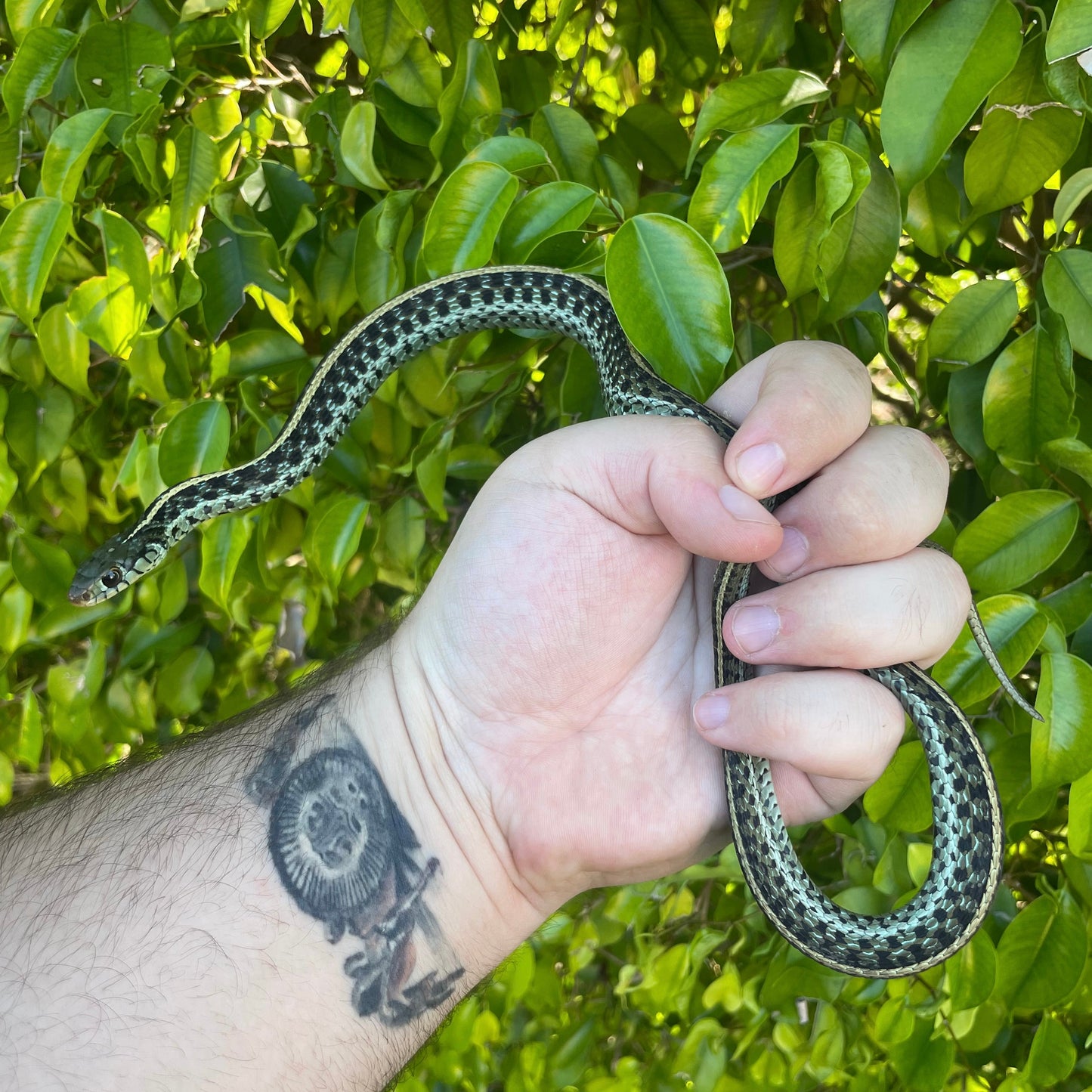 Florida Blue Garter Snake