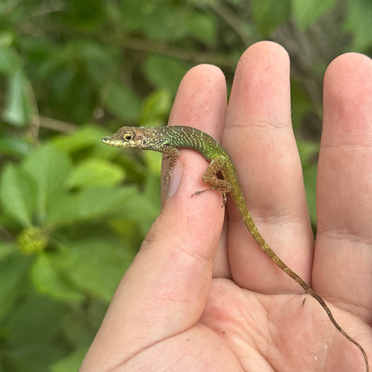 Martinique Anole