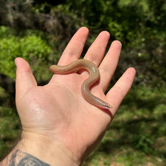 Madagascar Legless Lizard