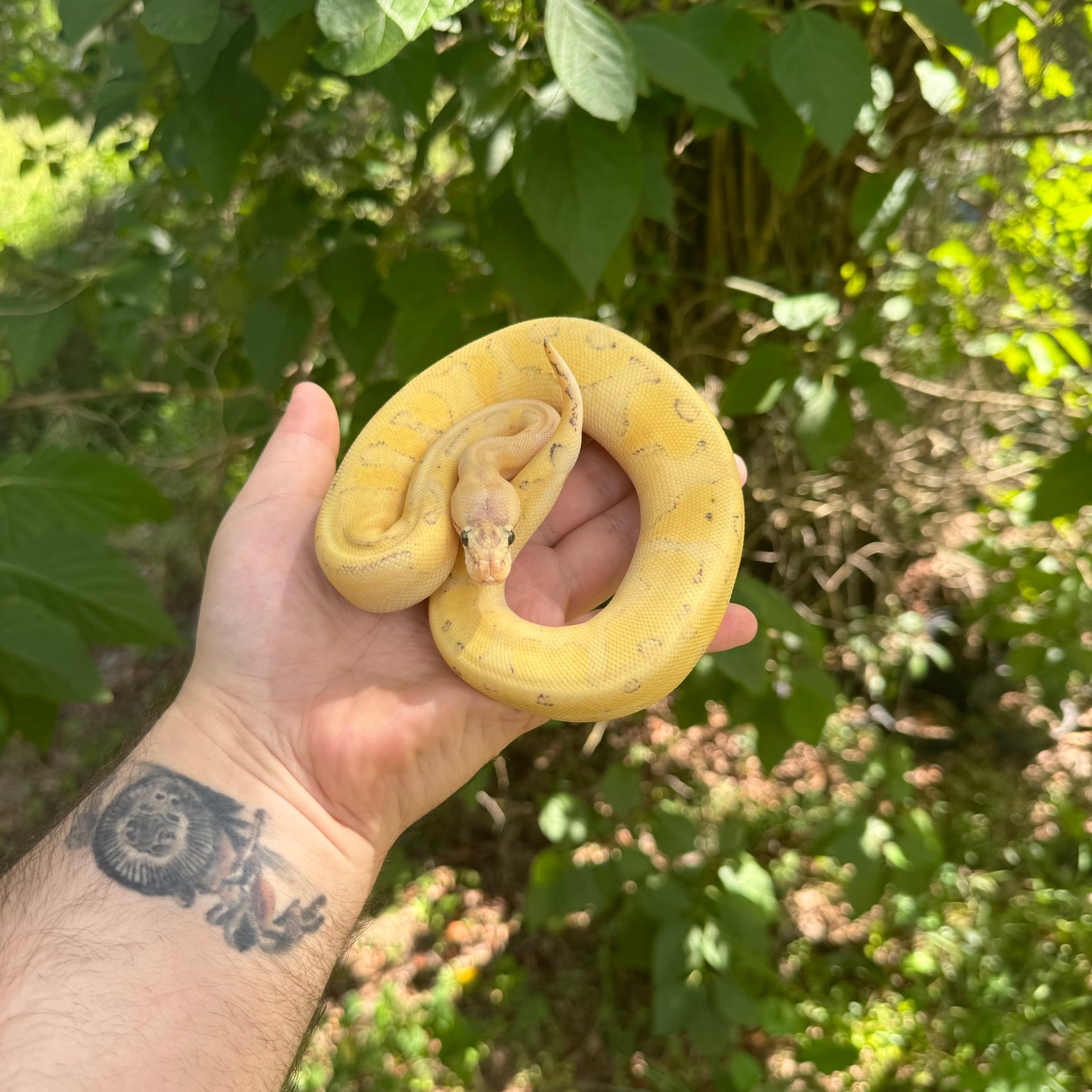 Pastel Enchi Mimosa Ball Python