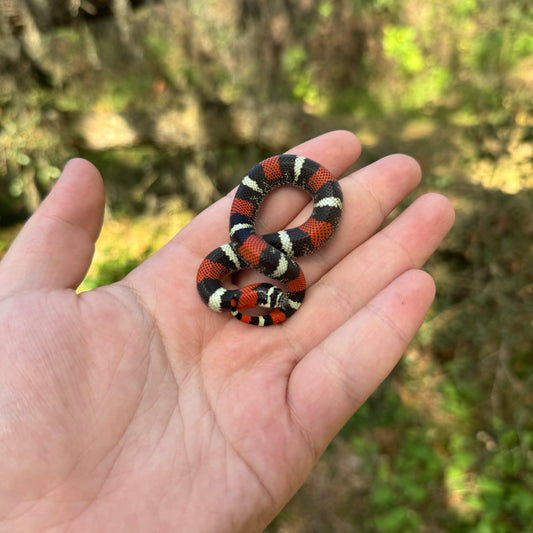 Baby Tricolor Hognose