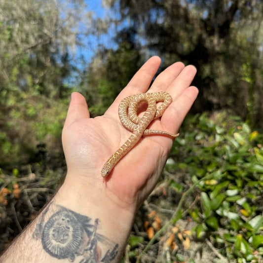 Baby Albino Brooks Kingsnake