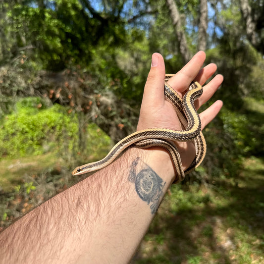 Patchnose Snake