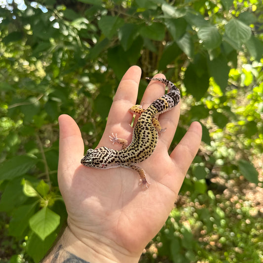 Juvenile Black Night Cross Leopard Gecko