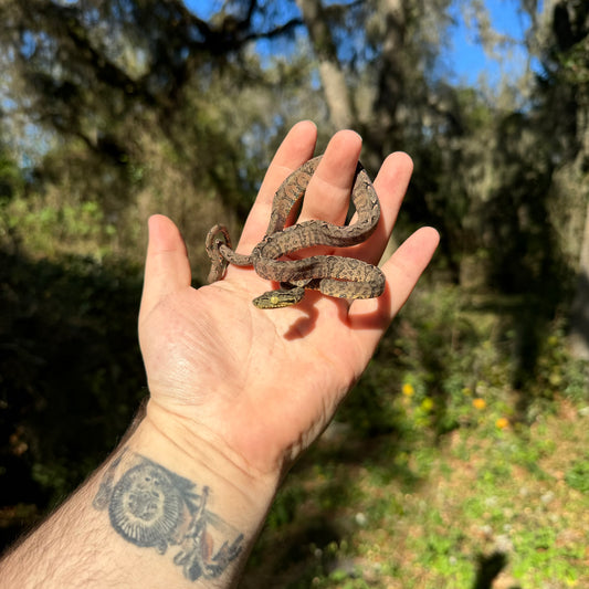 Baby Amazon Tree Boa