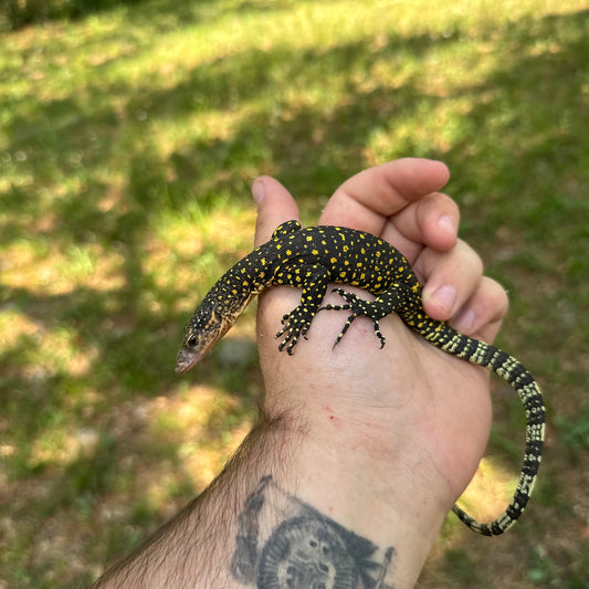 Baby Russell Island Mangrove Monitor