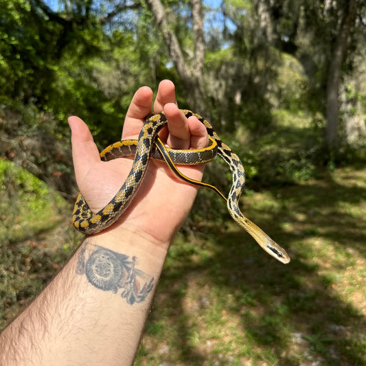 Taiwan Beauty Rat Snake