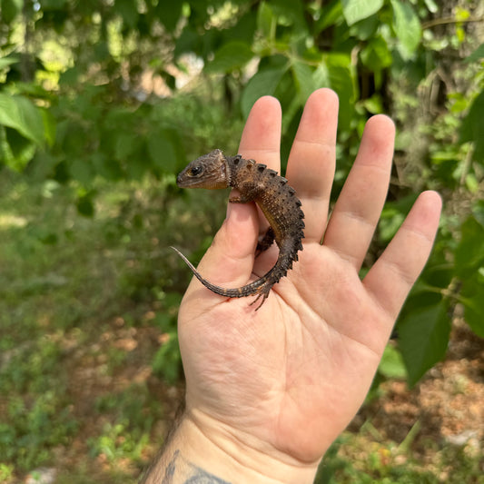 White Eye Crocodile Skink