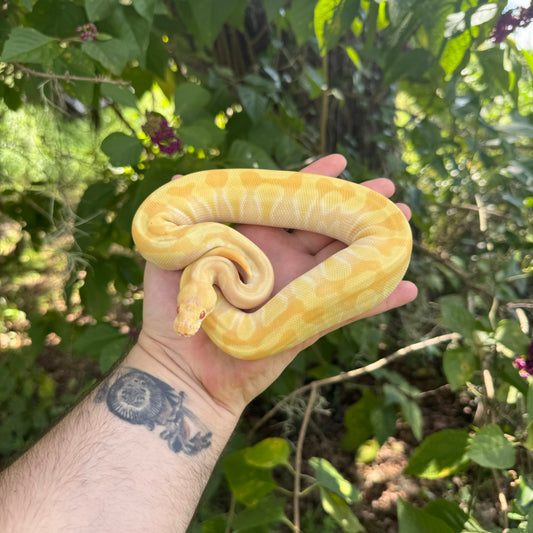 Baby Albino Butter Enchi Ball Python