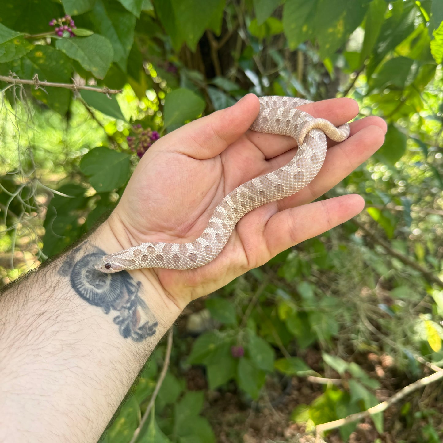 Yearling Lavender Hognose Snake