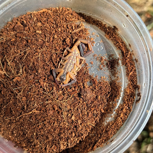 Thai Bark Scorpion