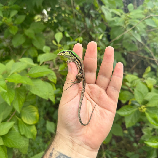 Baby Green Ameiva