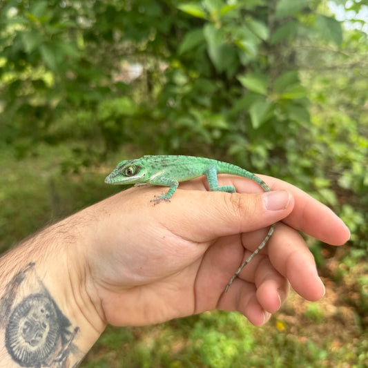 Baby Western Giant Anole