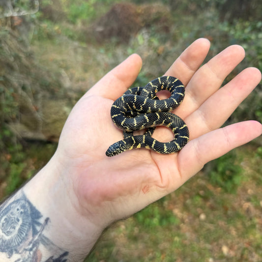 Baby Florida Kingsnake