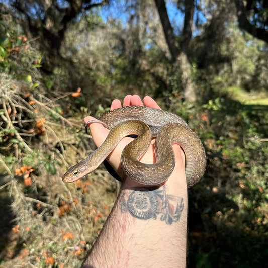 Copper Rat Snake