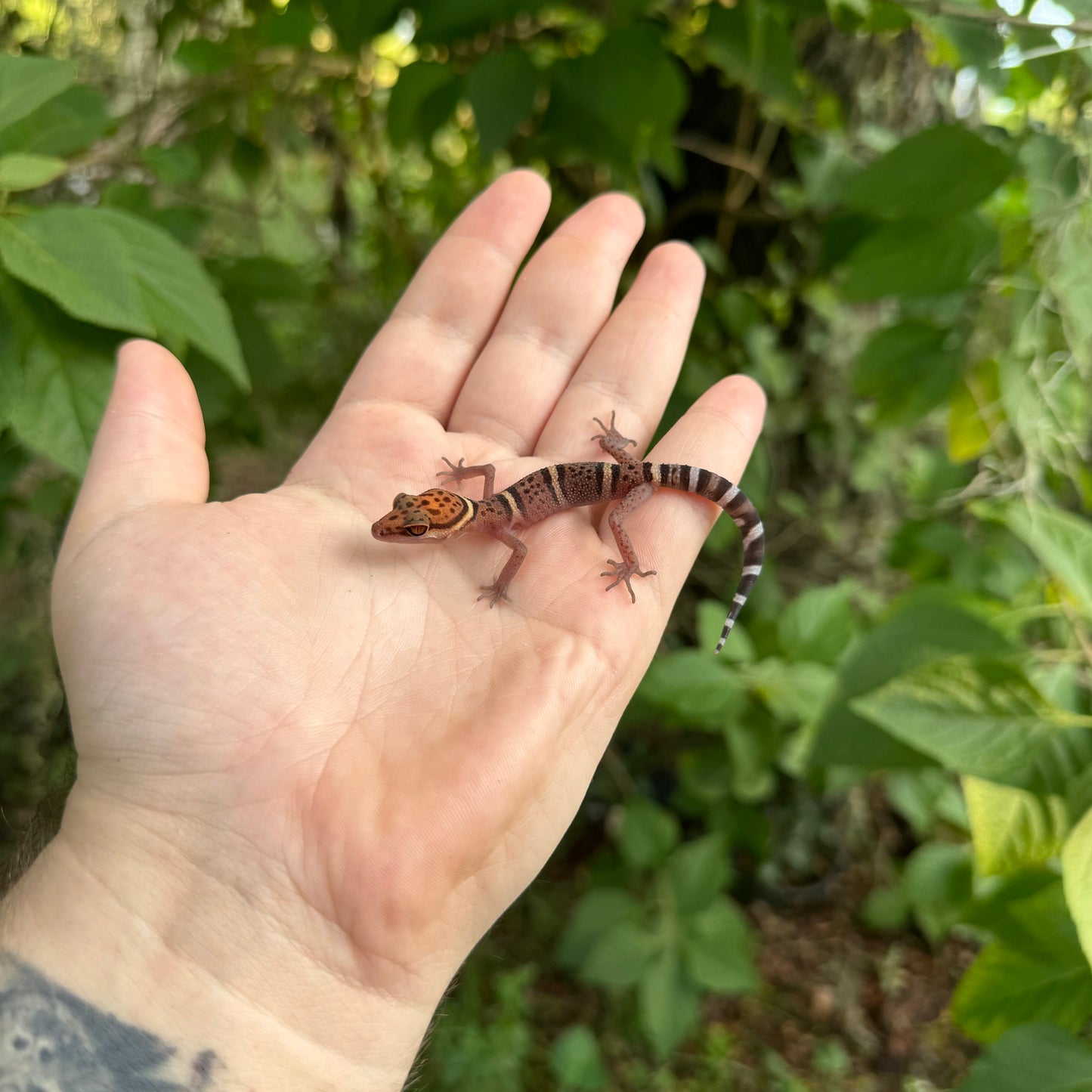 Juvenile Bawangling Cave Gecko