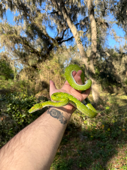 Biak Green Tree Python