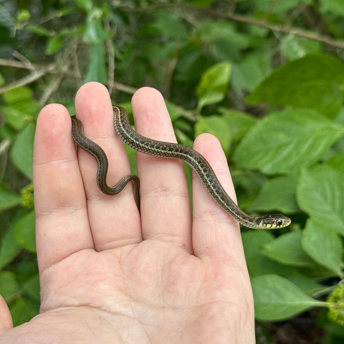 Lake Chapala Garter Snake