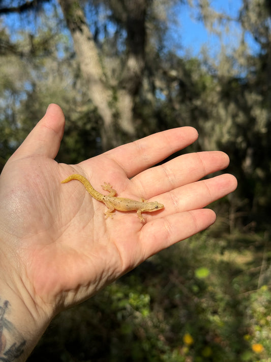 Adult Hawaiian Mourning Gecko