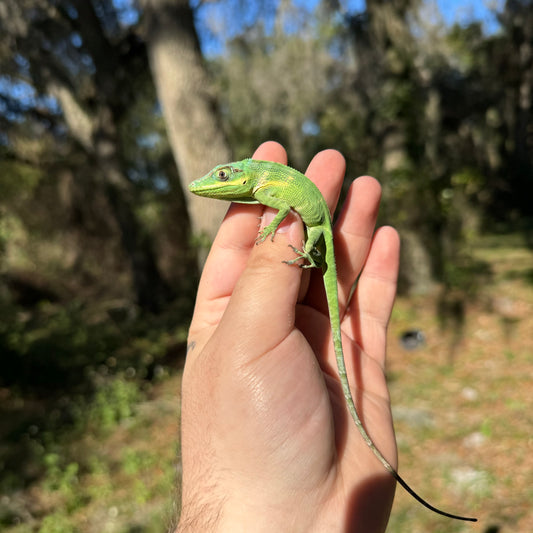 Baby Giant Blue Beauty Anole