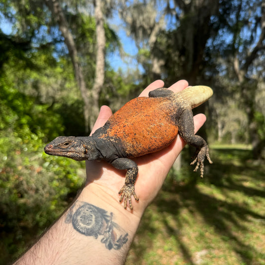 Red Back Chuckwalla