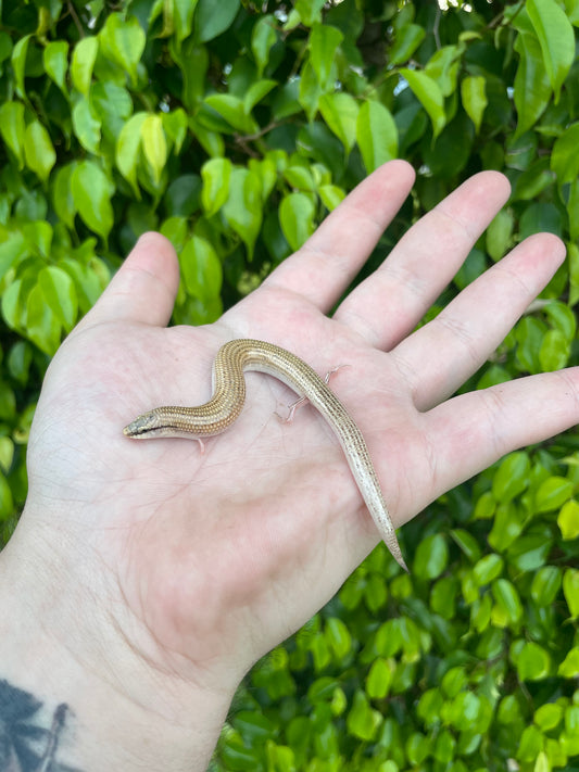 Egyptian Wedge Snouted Skink