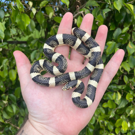 Long-nosed Snake