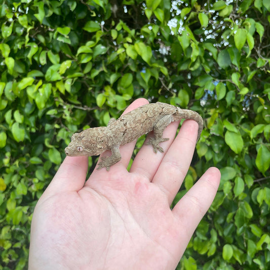 Mainland Chahoua Gecko