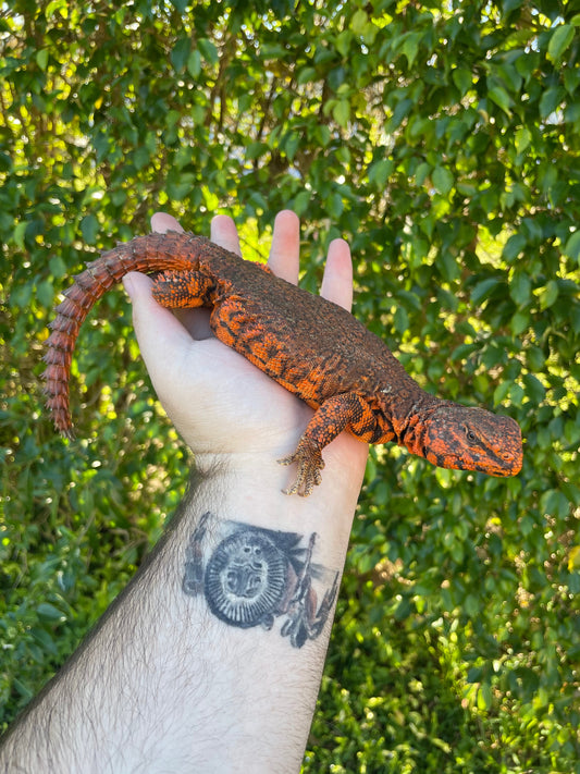 Red Nigerian Uromastyx
